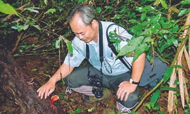 TS Thám phát hiện linh chi đỏ trong rừng