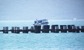 Hàng cọc đã đóng