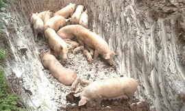 Lợn nhiễm dịch tả lợn châu Phi tại xã Yên Hòa, huyện Yên Mỹ bị tiêu hủy 