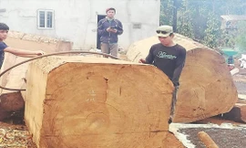 Tang vật vụ khai thác gỗ du sam trái phép 