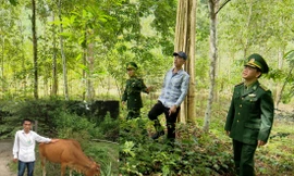 Anh Phạm Ngọc M. cùng cán bộ Biên phòng đi thăm vườn keo được CLB tình thương hỗ trợ vốn vay (ảnh lớn); anh rất “mát tay” nuôi bò lớn nhanh (ảnh nhỏ) 
