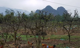 Na vườn ở Chi Lăng. ảnh: XB