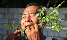 “Dị nhân lưỡi đen” Chau Ponl và những cây ngải chữa nọc rắn gia truyền