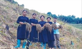 Niềm vui được mùa Khẩu Lùm Pua Ảnh: Duy Chiến 