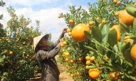 Nông dân Hội An trúng lớn vụ quất tết 