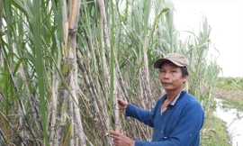 Ông Cao Trung Việt bên ruộng mía của mình  ẢNH: HÒA HỘI