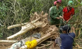 Người dân của huyện Phù Cát trong một chuyến đi đào cây bằng lăng Ảnh: Trương Định 
