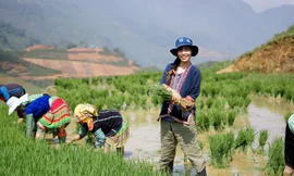 Tâm An tham gia cấy lúa cùng người bản địa 