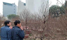 Đào Nhật Tân (Hà Nội) thu hút khách xem bởi năm nay đào được dự báo ra hoa đúng thời điểm và đẹp hơn so với mọi năm  