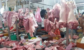 Ðề xuất hỗ trợ 25.000 đồng/kg thịt lợn tiêu hủy​