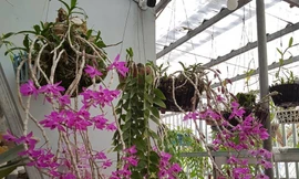 Lan được khách của hàng Hiếu mời chào giá từ 2 đến 12 tỷ Ảnh: M.Đ 