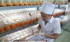 Ong Thế Dũng trong khu nuôi cấy đông trùng hạ thảo của mình ảnh: N.T 