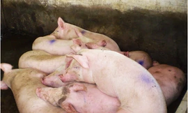 Thủ phủ chăn nuôi Đồng Nai căng mình ứng phó dịch tả lợn 