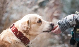 Ăn thịt chó: Văn minh hay văn hóa?