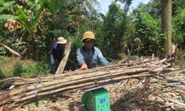 Thu hoạch mía ở Hậu Giang Ảnh: C.K 