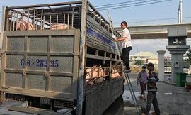Lực lượng chức năng tại trạm Kiểm dịch động vật Thủ Đức kiểm tra xe lợn trước khi cho vào thành phố. (Ảnh chụp chiều ngày 1/3). Ảnh: Ngô Bình