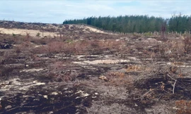 Hơn 140 ha rừng dương nằm trong diện tích được giao cho Công ty CP Phong điện Phương Mai để thực hiện dự án bị cưa, đốt sạch Ảnh: Trương Định