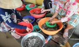 Cá linh - đặc sản mùa nước nổi miền Tây Ảnh: C.K   