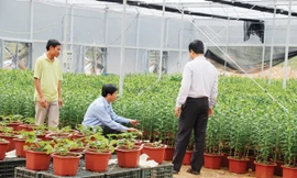 Giám đốc Sở KH-CN Quảng Trị Trần Ngọc Lân giới thiệu về chất lượng hoa lily trồng ở Sa Mù hơn hẳn những nơi khác