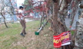 Lô đào đầu tiên được dán tem chứng nhận xuất xứ từ Vân Hồ (Sơn La) về Hà Nội trong ngày 21/1 