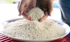 Hạt nếp đắng trắng ngần, tròn to dùng nấu bánh tét, bánh xoài xôi… Ảnh: Thanh Trần