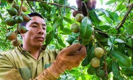 Ám ảnh bóng ma đa cấp thời 4.0: Chiêu cuội bán vịt giời