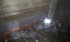 Nhiều cá thể don bị nuôi nhốt