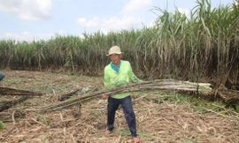 Người trồng mía Hậu Giang lại thêm vụ "mía đắng" Ảnh: C.K 