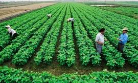 Quá trình tích tụ ruộng đất nông nghiệp còn hạn chế. ảnh: hồng vĩnh