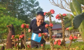 Hồ Văn Lai chăm sóc những cây xương rồng bát tiên ở Trung tâm RENEW/NPA