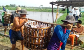 Theo các chuyên gia, nông sản, thủy sản của Việt Nam vẫn có cửa xuất khẩu tốt sang Trung Quốc nếu chất lượng và phương thức kinh doanh có sự thay đổi 