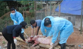 Lực lượng chức năng lấy mẫu xét nghiệm đàn lợn tại huyện Văn Quan (ngày 9/11), kết quả âm tính với bệnh dịch. ảnh: Duy Chiến 