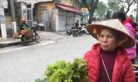 Người dân hái rau sau sau đem bán, thu nhập khá