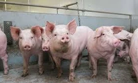 3 địa phương công bố hết dịch tả lợn châu Phi