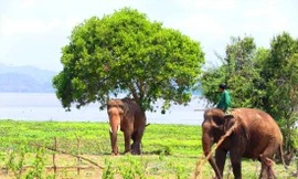 Các nài voi khống chế voi Y Mâm hung dữ