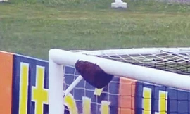 Ong tấn công trận bóng ở Brazil