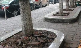 Một trong 3 gốc cây sưa đang bị đào nửa chừng bị người dân ngăn chặn