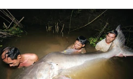 Chưa thông qua dự án Xayaburi