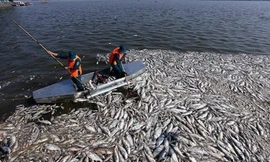 Cá Hồ Tây lại chết nổi trắng bốc mùi hôi thối