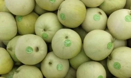 Dưa lê Trung Quốc thường có mẫu mã bắt mắt hơn hàng Việt.