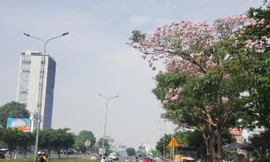 Đẹp 'hút hồn' mùa hoa kèn hồng Sài Gòn