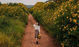 Giới trẻ tranh thủ check-in cùng hoa dã quỳ đang nở rộ tại Đà Lạt