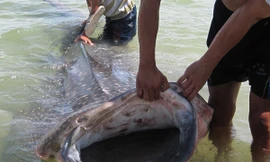 Cá voi 500 kg xuất hiện gần bờ biển Chân Mây