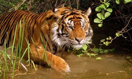 Thông tin mới về nghi vấn phát hiện dấu chân hổ ở Mộc Châu