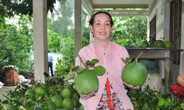 Bưởi ở Bến Tre được trồng với quy chuẩn, vùng quy quy hoạch riêng để xuất khẩu. Ảnh: Hòa Hội