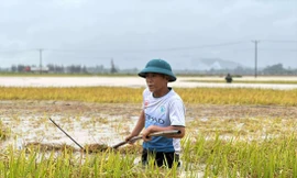 Người dân Hà Tĩnh lội nước lũ cứu lúa. Ảnh: Phạm Trường