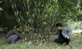 Măng lục trúc giúp nông dân ở tỉnh Bắc Giang thu về hàng tỷ đồng/năm