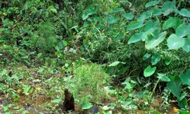 Những cây thủy tùng nhân giống bằng các phương pháp này đang phát triển tốt