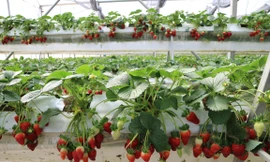 Dâu tây Đà Lạt