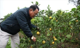 Chủ vườn cam tiến vua lo mất Tết